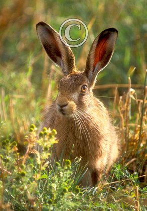 Brown Hare DM1184